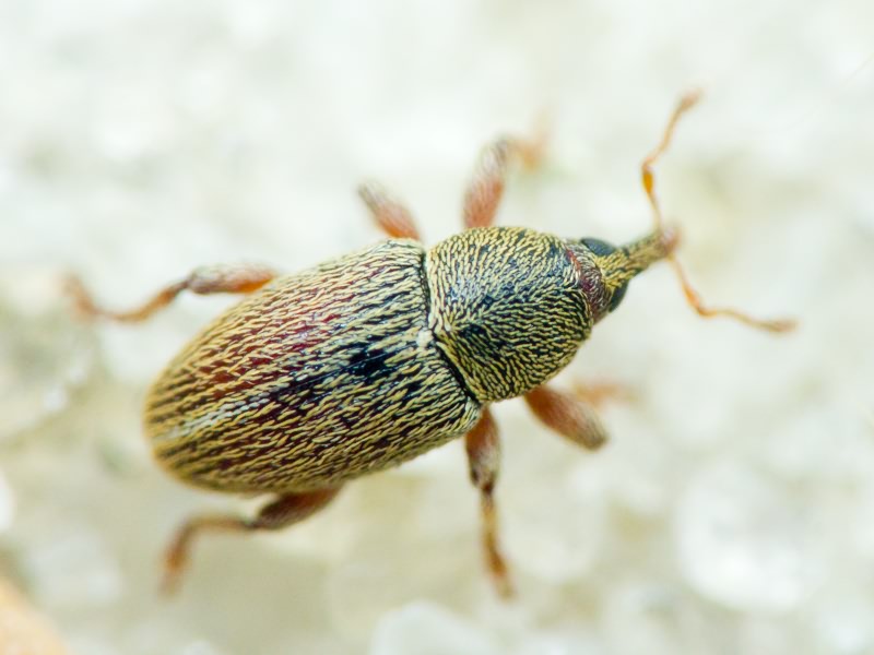 Curculionidae Latreille, 1802